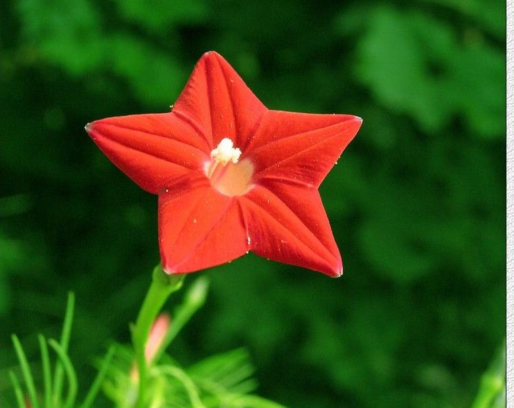 美丽清晨,花儿芬芳